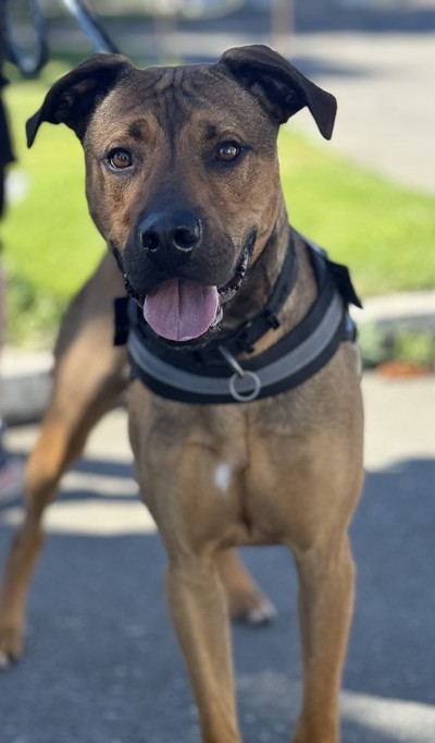 Dexter - Large Cross Breed