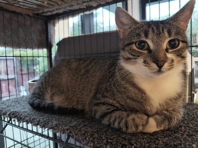 Lois - Domestic Short Hair