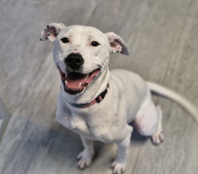 Nova - Staffy