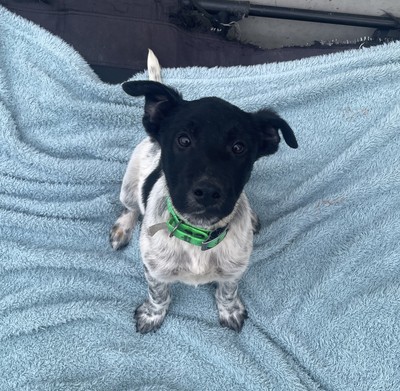 Peter - Medium Cross Breed