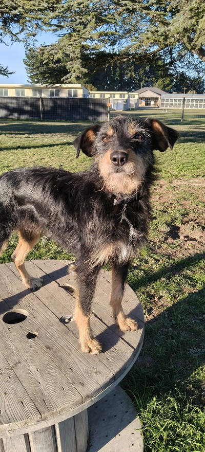 Gem - Bearded Collie