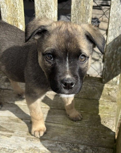 Gallery image: Toby
