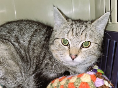 Crowley - Domestic Short Hair