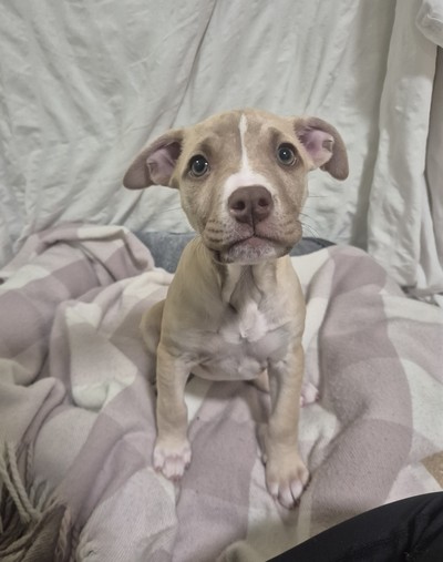 Sasha - Medium Cross Breed