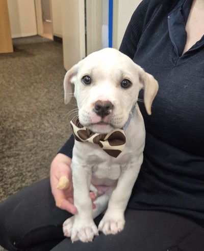 Steven - Medium Cross Breed