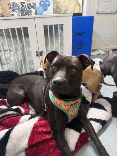 Primrose - Staffy