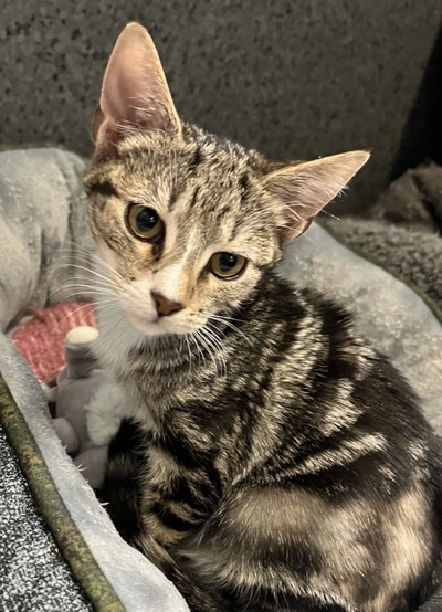 Peanut - Domestic Short Hair