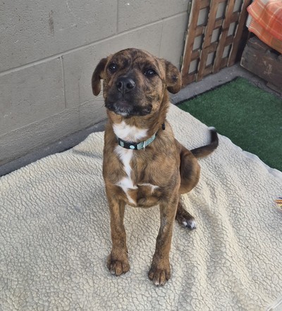 Cannoli - Large Cross Breed