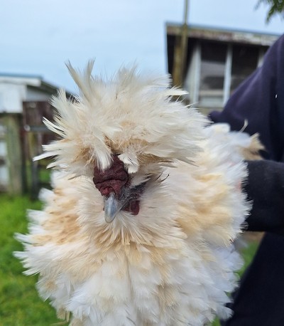 Ophelia  - Chinese Silky Bantam