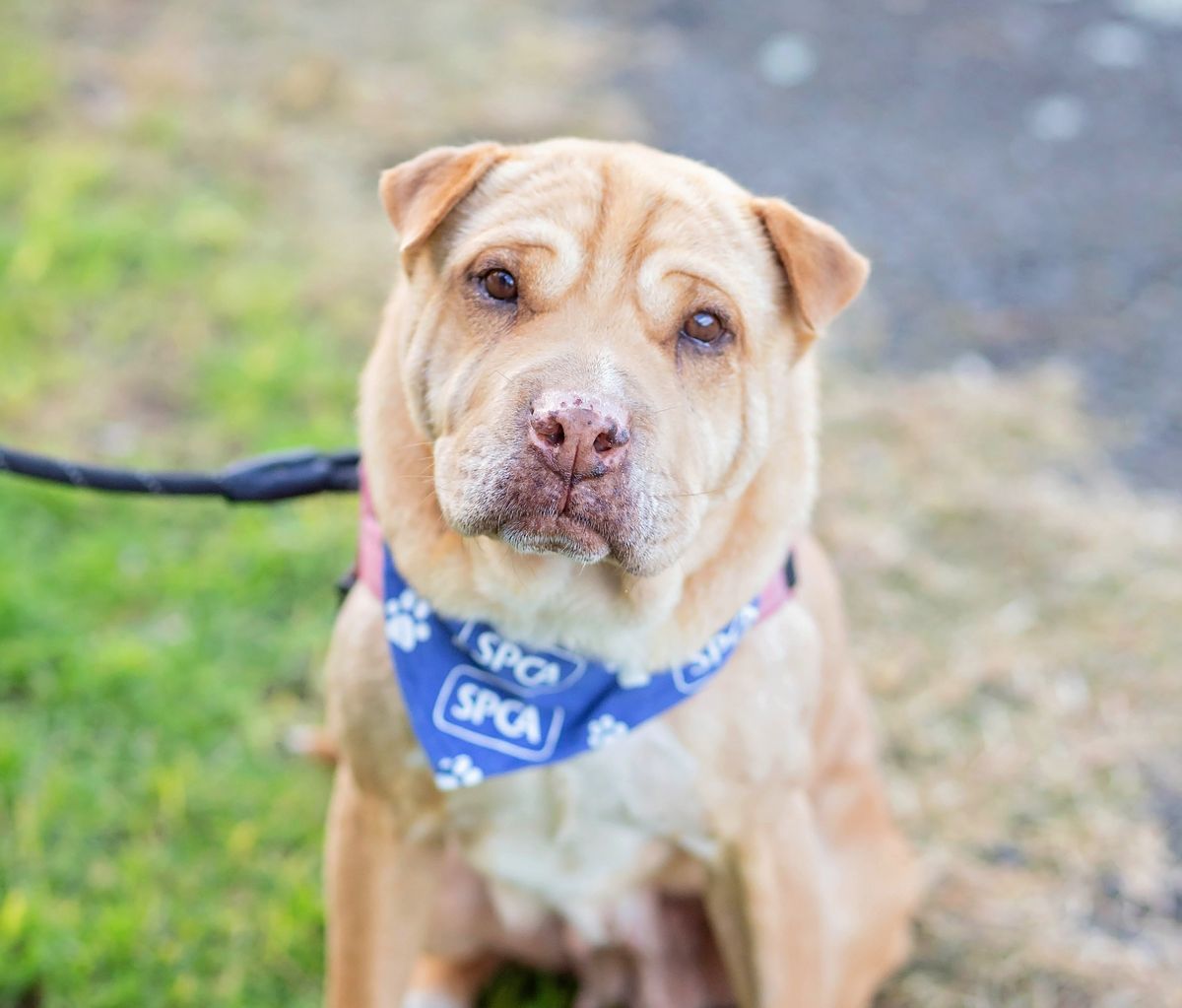 Gallery image: Rollo