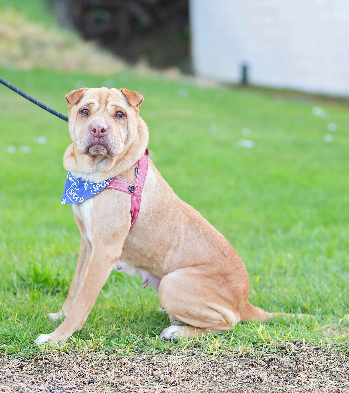 Gallery image: Rollo