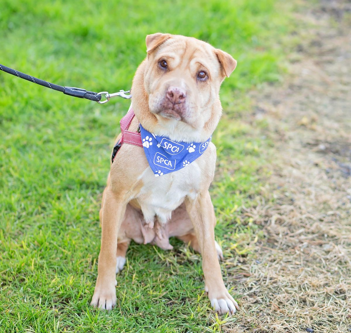 Gallery image: Rollo