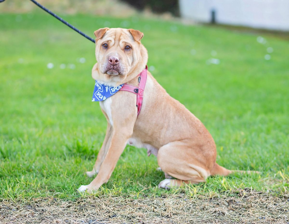 Gallery image: Rollo