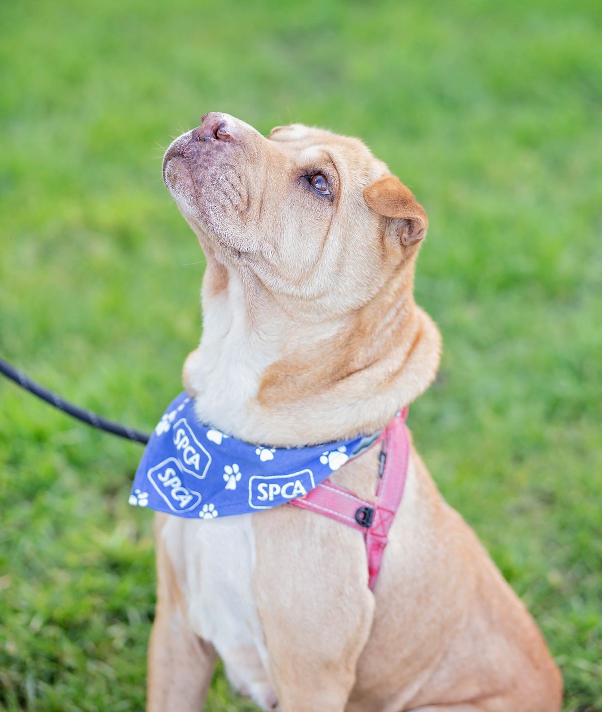 Gallery image: Rollo
