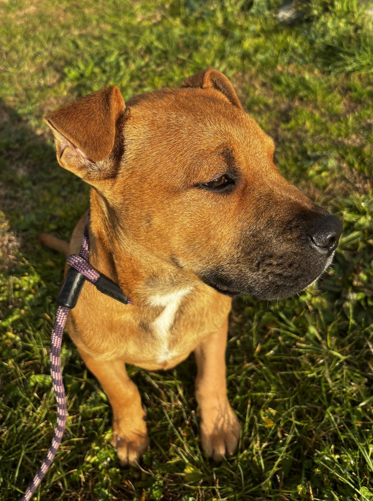 Gallery image: Louie