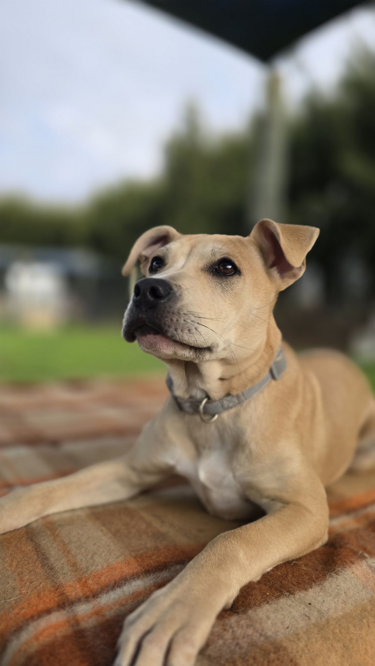 Gallery image: Cinnamon 