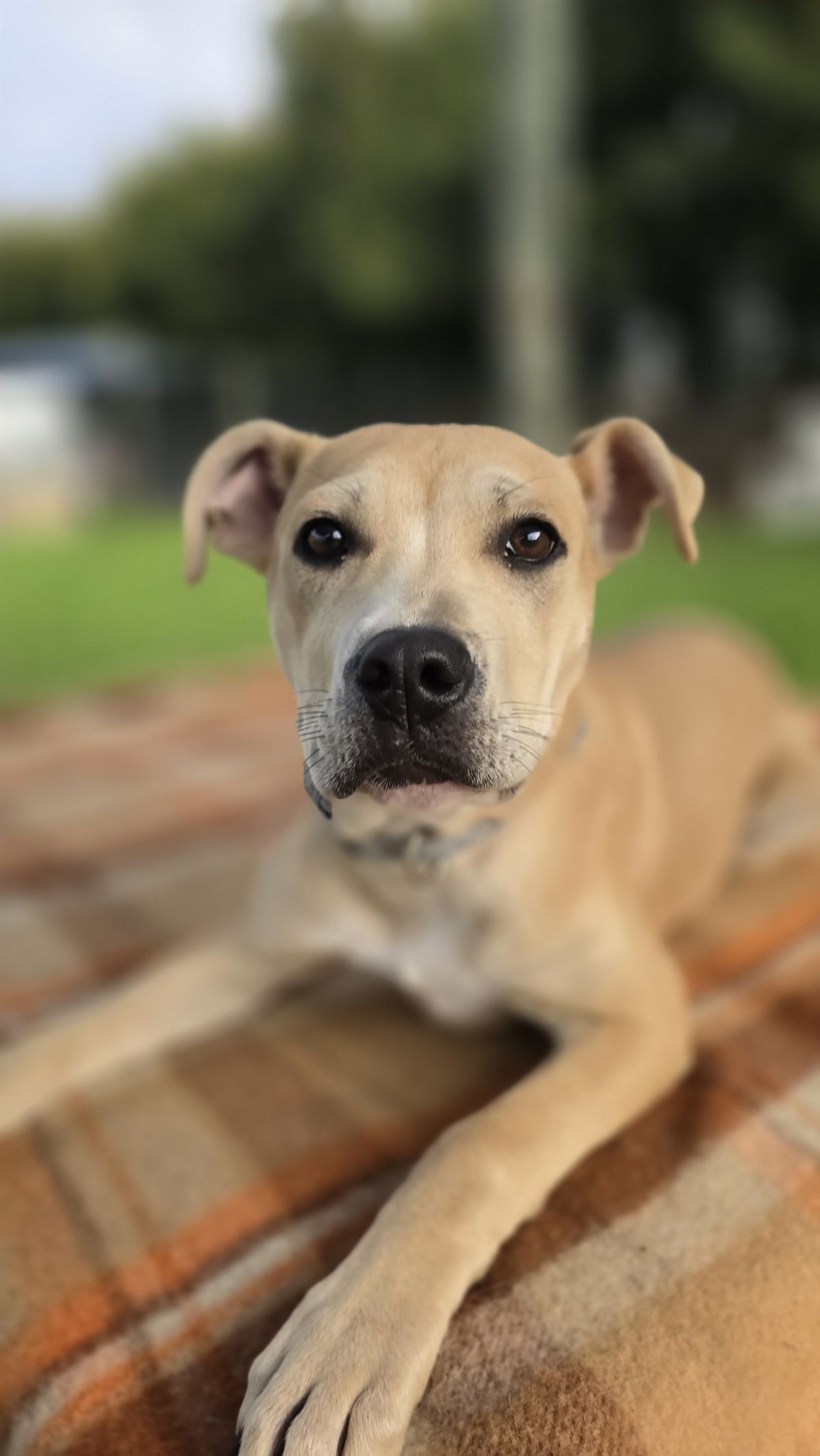 Gallery image: Cinnamon 