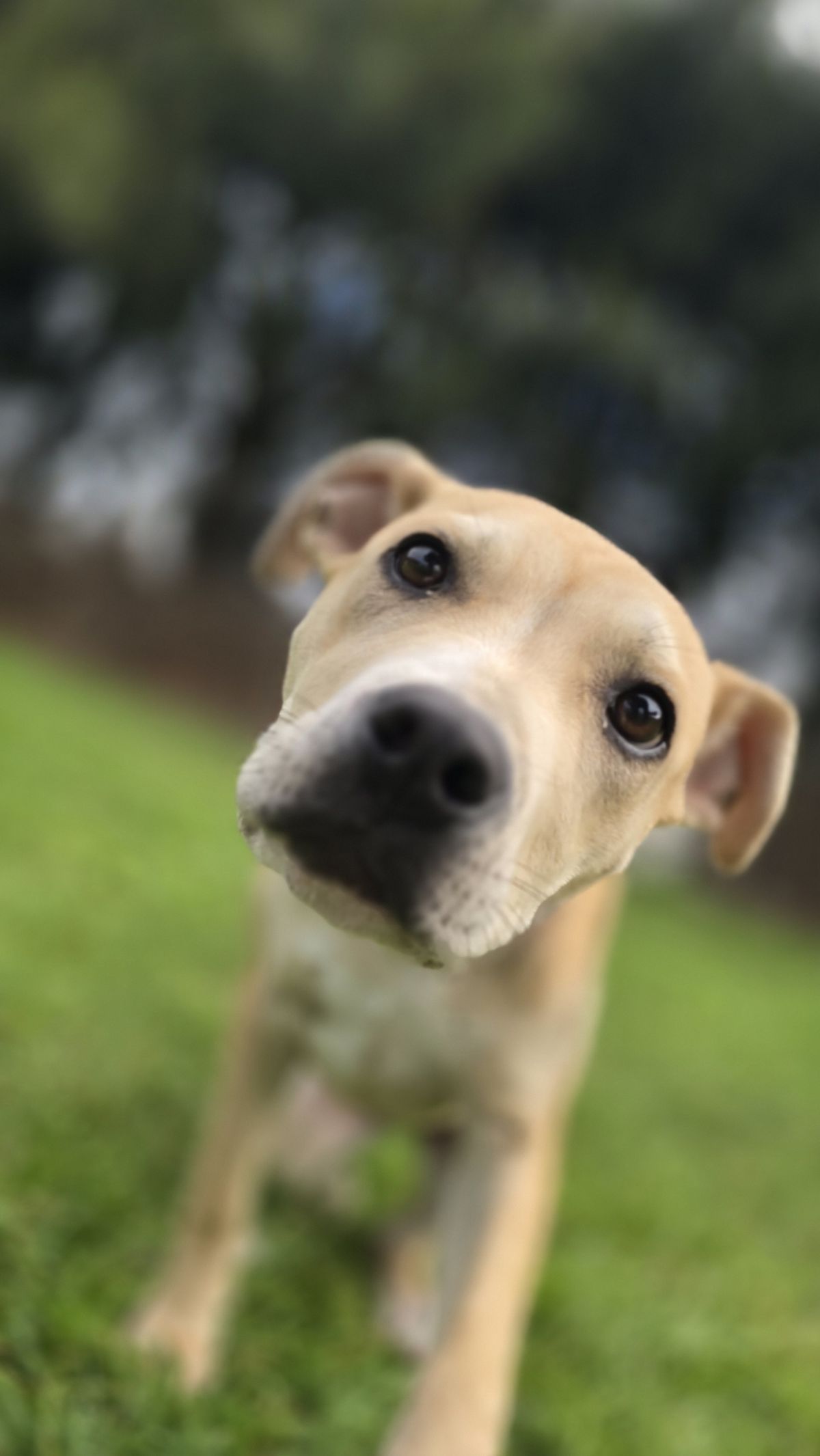 Gallery image: Cinnamon 