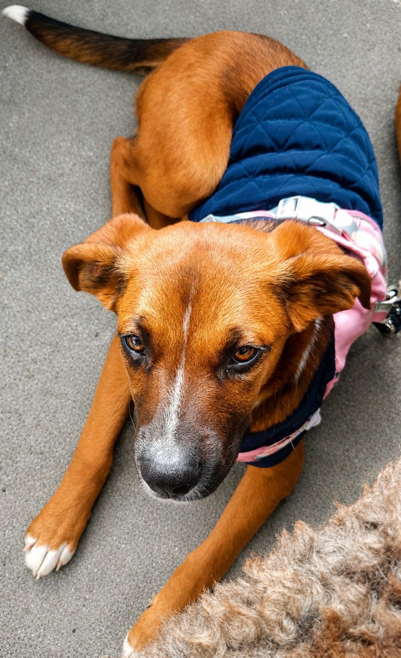 Gallery image: Sadie