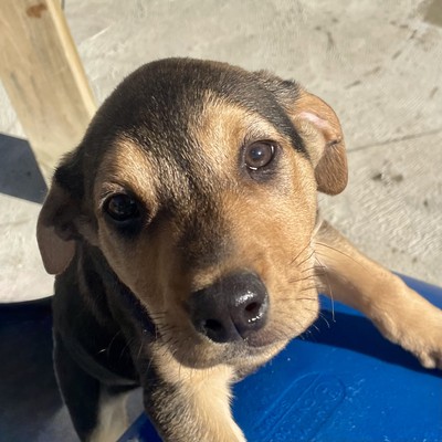 Deano - Medium Cross Breed