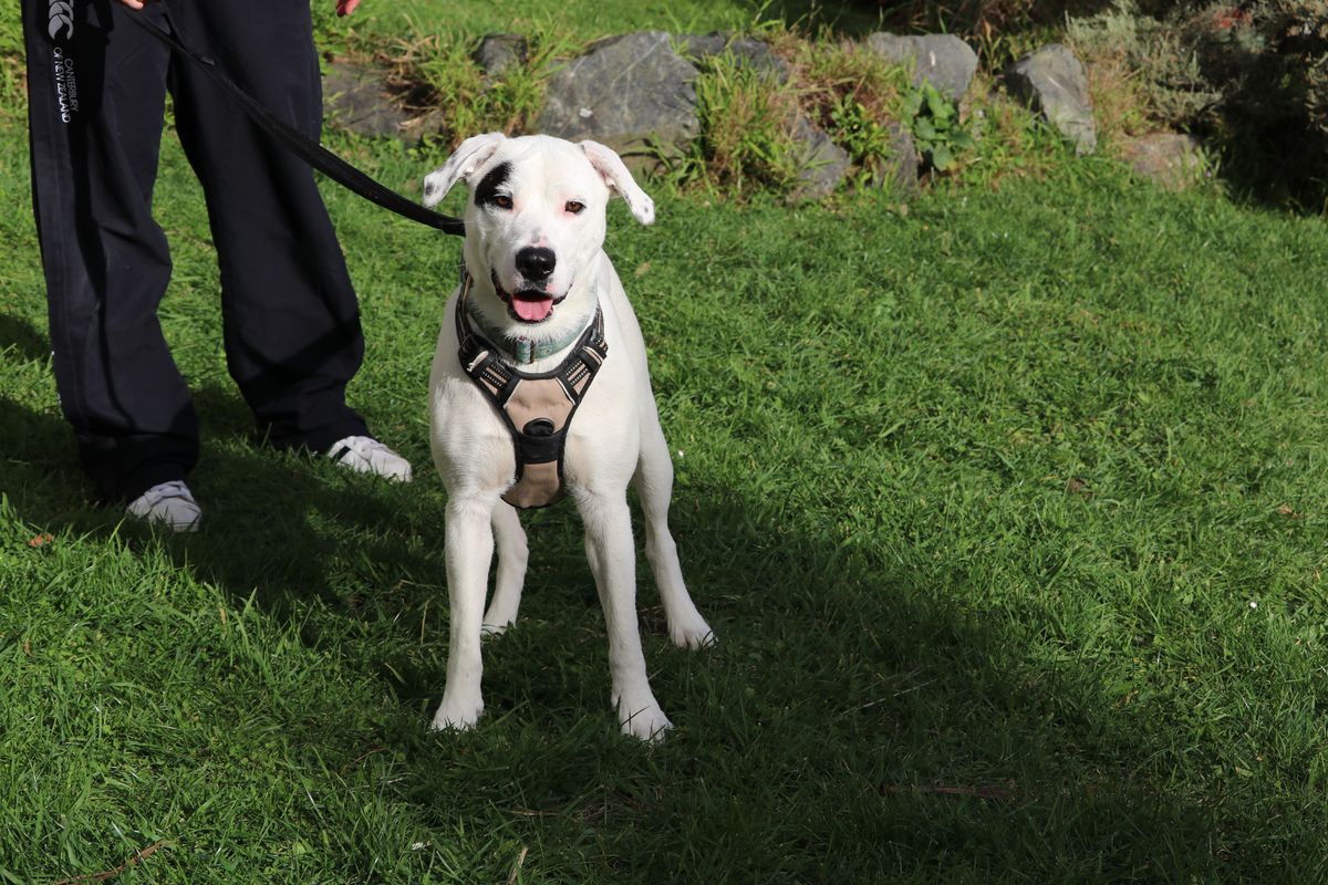 Gallery image: Dottie