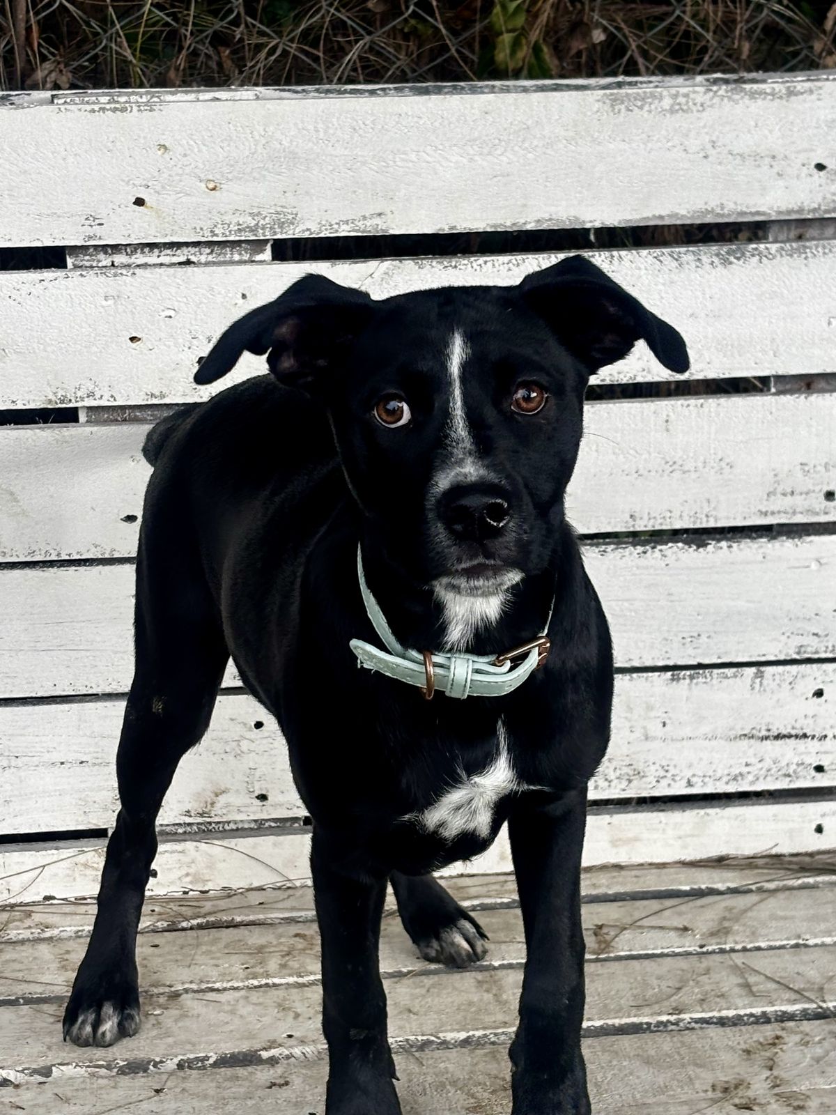 Gallery image: Missy