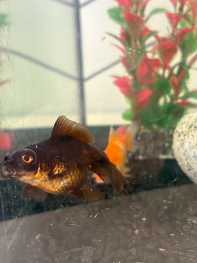 Rikki - Goldfish