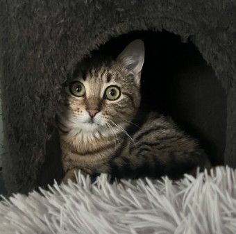 Gallery image: Willow