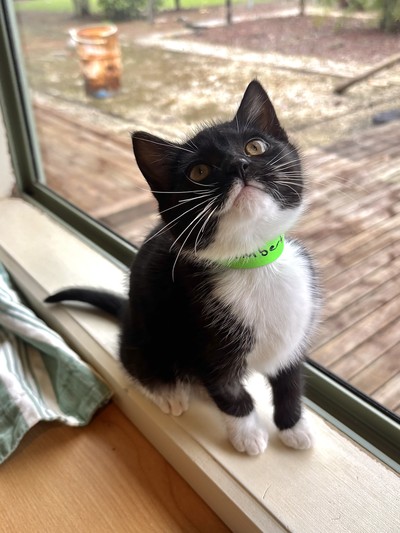 Camembert - Domestic Short Hair