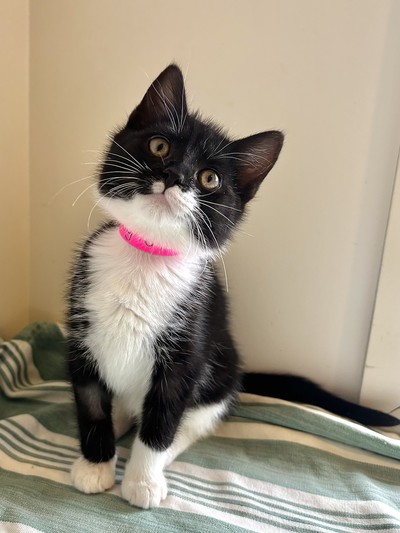 Colby - Domestic Short Hair