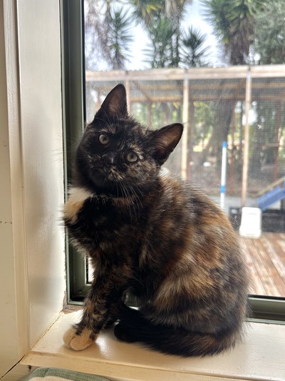 Cotija - Domestic Short Hair