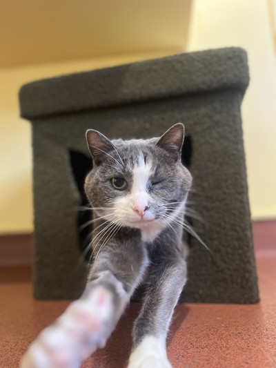 Astrid - Domestic Short Hair