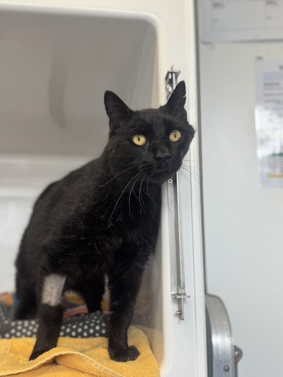Jack - Domestic Short Hair