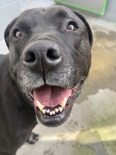 Chad - Medium Cross Breed