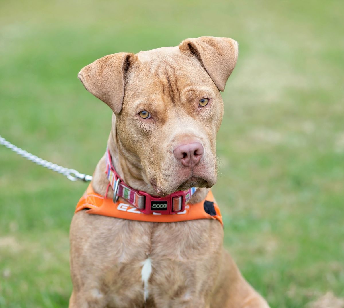 Gallery image: Louie 
