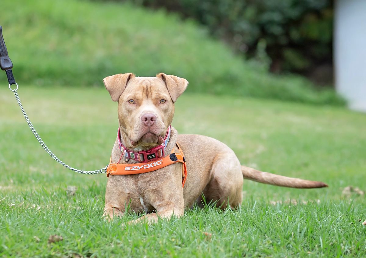 Gallery image: Louie 