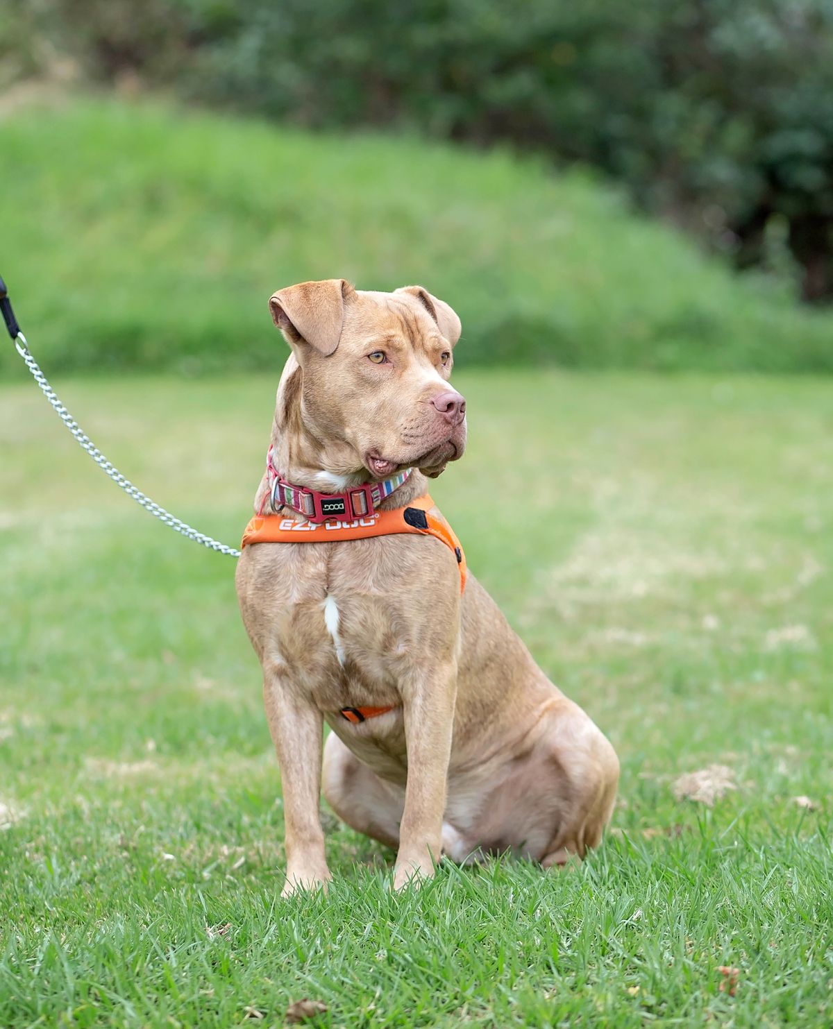 Gallery image: Louie 