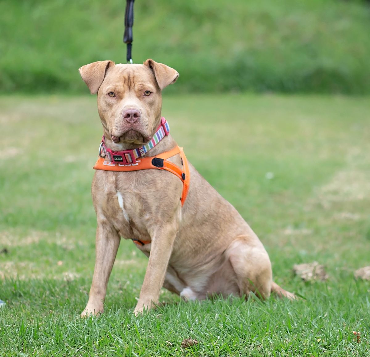 Gallery image: Louie 