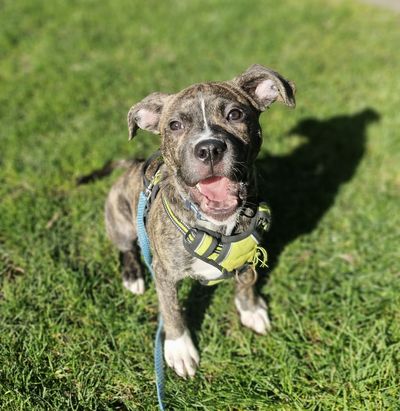 Gus