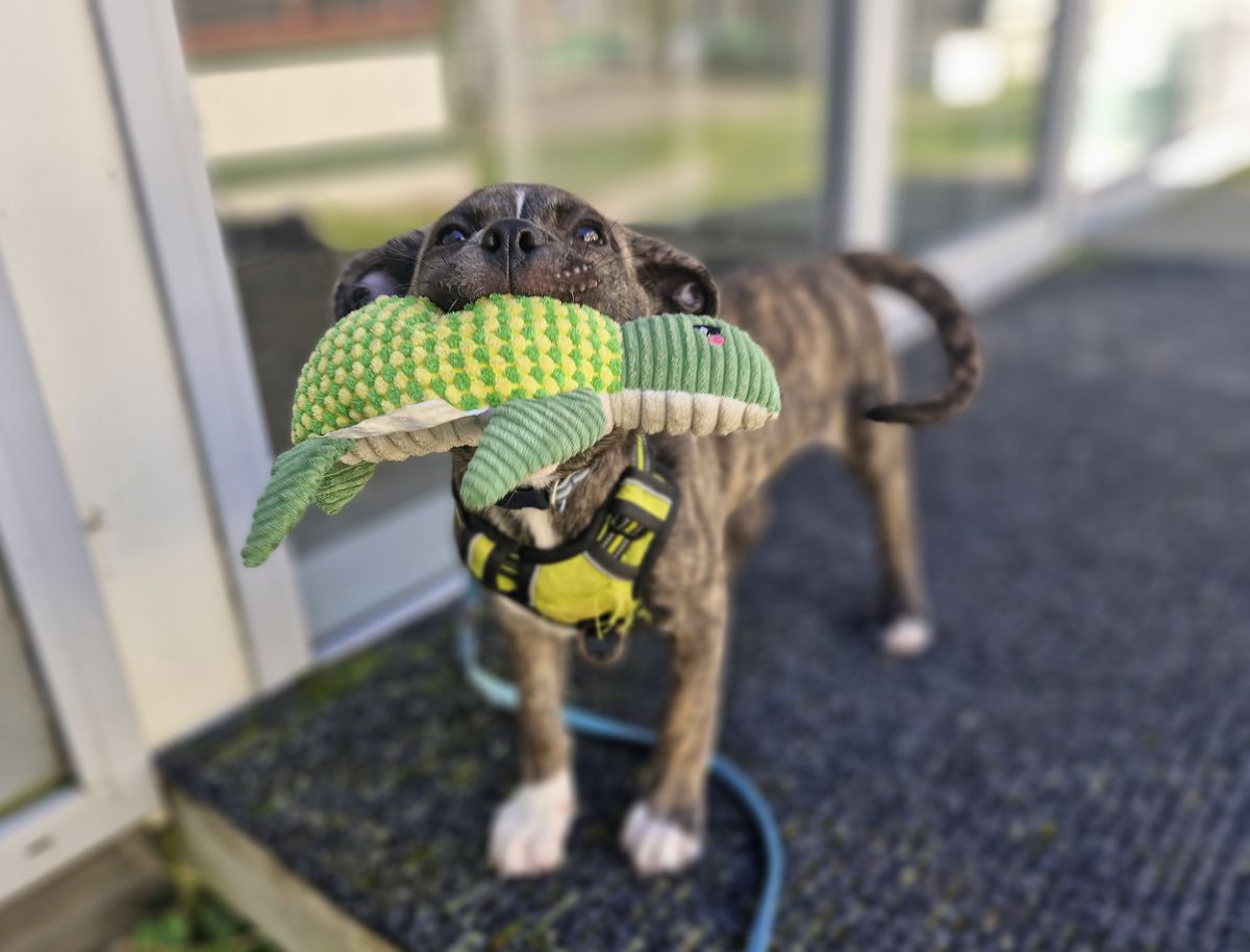 Gallery image: Gus