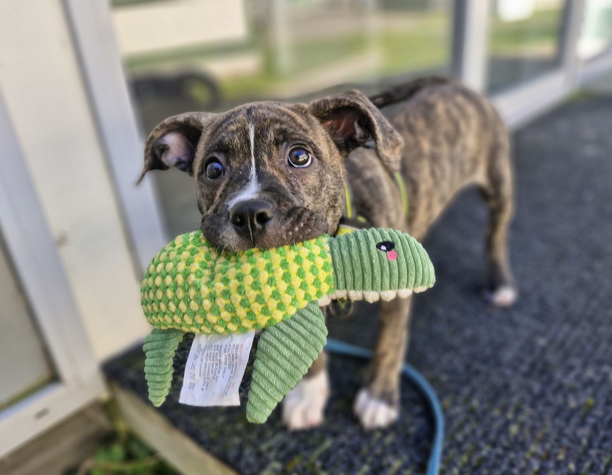 Gallery image: Gus