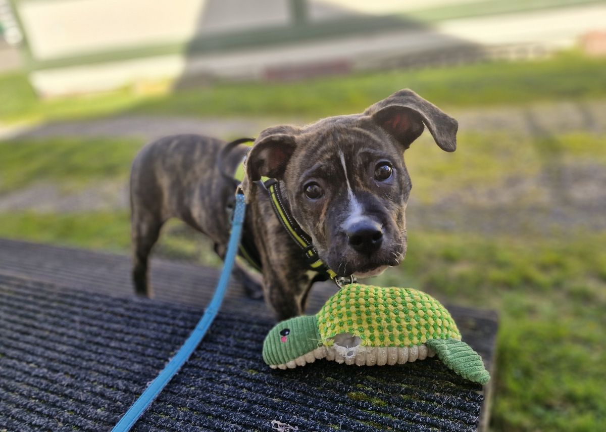 Gallery image: Gus