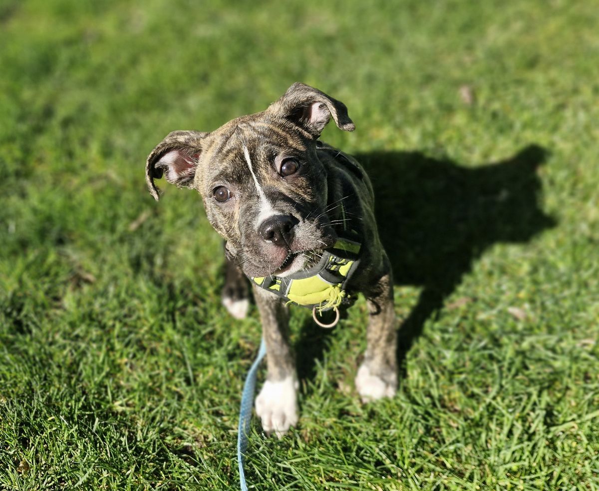 Gallery image: Gus