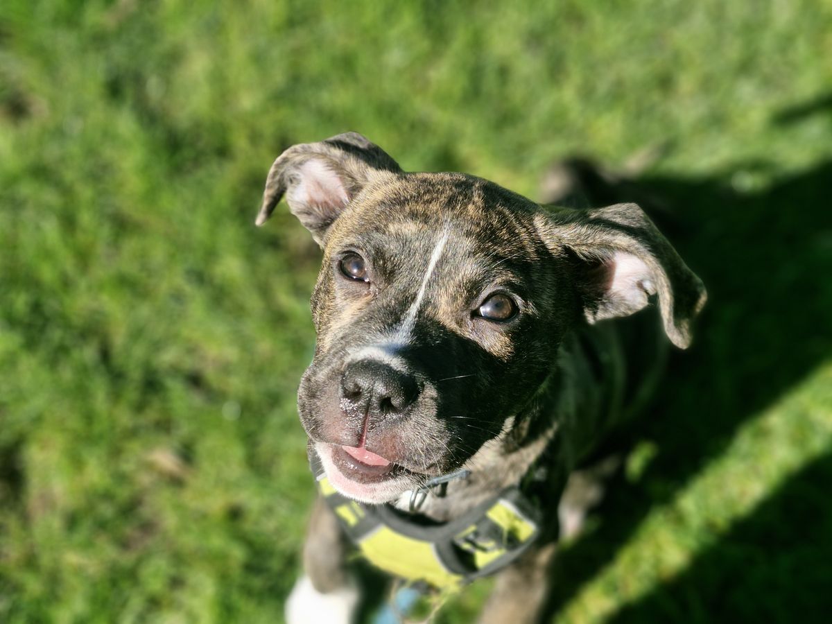 Gallery image: Gus