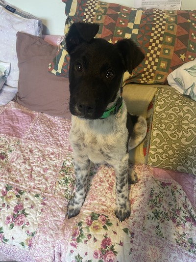 Peter - Medium Cross Breed