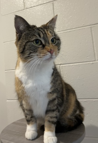 Myra - Domestic Short Hair