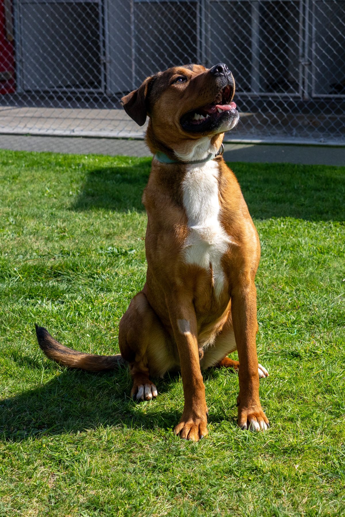 Gallery image: Rocky