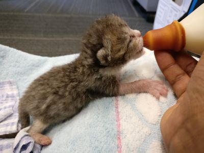 Saving lives from day one - a day in the life of a bottle-feeding kitten foster parent