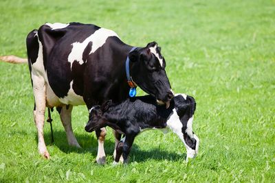 New Dairy Cattle Code of Welfare issued