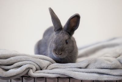 Small Animal Fosterer 